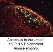 Cells self-destructing in a mouse embryo.