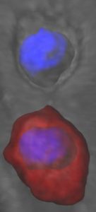A mouse neural stem cell.