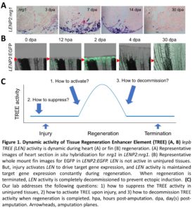 Multiple photos showing activity of tissue regeneration in a zebrafish heart and fin. 