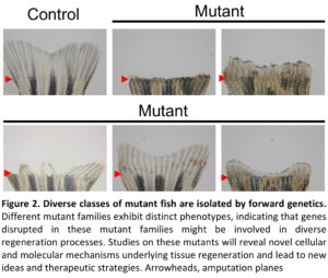 Multiple photos depicting genetic mutations in zebrafish fins. 