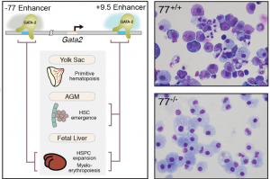 Diagram of a -77 enhancer and how it impacts cells/organ systems.