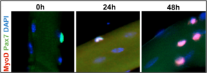 Diagram of muscle stem cells as they age over the course of 48 hours.