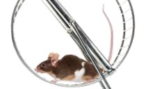 Mouse running inside a wheel.
