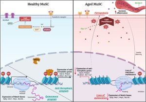 Diagram of a healthy MuSC versus an aged MuSC.