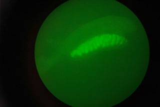 Picture of a mouse embryonic gonad with a green fluorescent protein (GFP) reporter attached to the Oct4 gene. The green signifies germ cells in the gonad