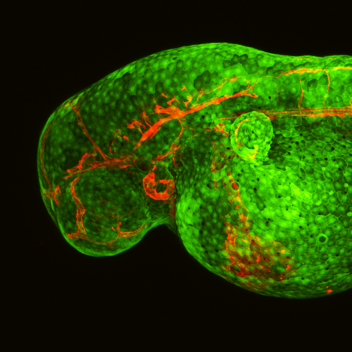 A green and orange diagram showing an example of regeneration. 